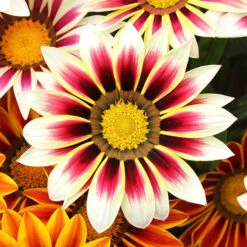 Gazania Firecracker -Garden Bulbs Store 490242 3