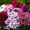 Dianthus Gem 2 Dianthus Gem -Garden Bulbs Store 490302