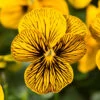 Viola Sorbet Tiger Eye Pro + Plug 60 -Garden Bulbs Store 490332