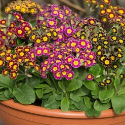 Polyanthus Victoriana Mixed Lace 8 Polyanthus Victoriana Mixed Lace -Garden Bulbs Store 490349 2