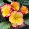 Primrose Scentsation 'Rhubarb & Custard' 1 Primrose Scentsation 'Rhubarb & Custard' -Garden Bulbs Store 490350