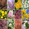 The Ultimate Winter Hardy Shrub Collection -Garden Bulbs Store 500001