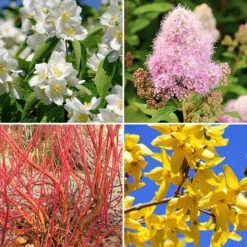 The Ultimate Winter Hardy Shrub Collection -Garden Bulbs Store 500001 2