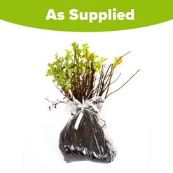 The Ultimate Winter Hardy Shrub Collection -Garden Bulbs Store 500001 4
