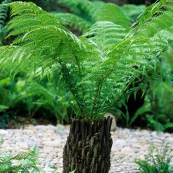 Tree Fern (Dicksonia Antarctica) 0.5ft/20cm Potter