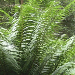 Tree Fern (Dicksonia Antarctica) 0.5ft/20cm Potter -Garden Bulbs Store 500069 3