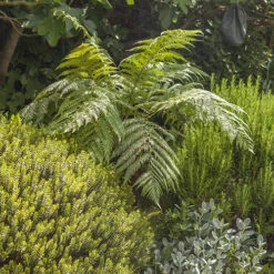 Tree Fern (Dicksonia Antarctica) 0.5ft/20cm Potter -Garden Bulbs Store 500069 4