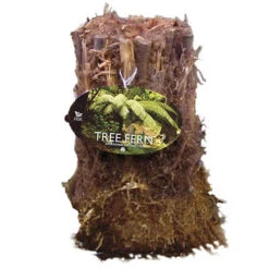 Tree Fern (Dicksonia Antarctica) 0.5ft/20cm Potter -Garden Bulbs Store 500069 6