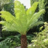 Tree Fern 'Dicksonia Antractica' Log - 1 Foot Tall