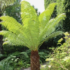 Tree Fern 'Dicksonia Antractica' Log - 1 Foot Tall