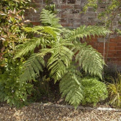 Tree Fern 'Dicksonia Antractica' Log - 1 Foot Tall -Garden Bulbs Store 500070 2