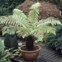 Tree Fern 'Dicksonia Antractica' Log - 1 Foot Tall -Garden Bulbs Store 500070 5