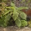 Tree Fern Dicksonia Antarctica Log 20cm Tall 1 Tree Fern Dicksonia Antarctica Log 20cm Tall -Garden Bulbs Store 500073