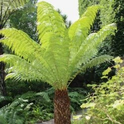 Tree Fern Dicksonia Antarctica Log 20cm Tall -Garden Bulbs Store 500073 2