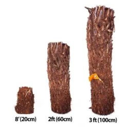 Tree Fern Dicksonia Antarctica Log 20cm Tall -Garden Bulbs Store 500073 6