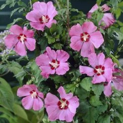 Hibiscus ?Woodbridge? -Garden Bulbs Store 500074 1