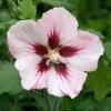 Hibiscus Syriacus 'Hamabo' -Garden Bulbs Store 500077
