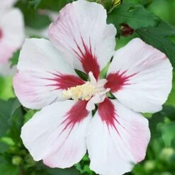 Hibiscus Syriacus 'Hamabo' 8 Hibiscus Syriacus 'Hamabo' -Garden Bulbs Store 500077 1