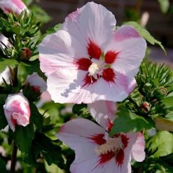Hibiscus Syriacus 'Hamabo' 9 Hibiscus Syriacus 'Hamabo' -Garden Bulbs Store 500077 2