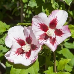 Hibiscus Syriacus 'Hamabo' 10 Hibiscus Syriacus 'Hamabo' -Garden Bulbs Store 500077 3