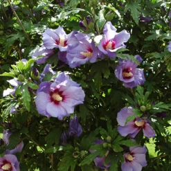 Hibiscus Syriacus 'Marina' -Garden Bulbs Store 500078 1