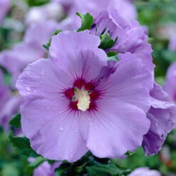 Hibiscus Syriacus 'Marina' -Garden Bulbs Store 500078 2