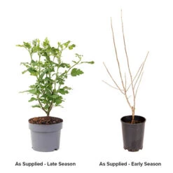 Hibiscus Syriacus 'Marina' -Garden Bulbs Store 500078 3