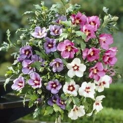 Hibiscus Tricolour Standard -Garden Bulbs Store 500079 1