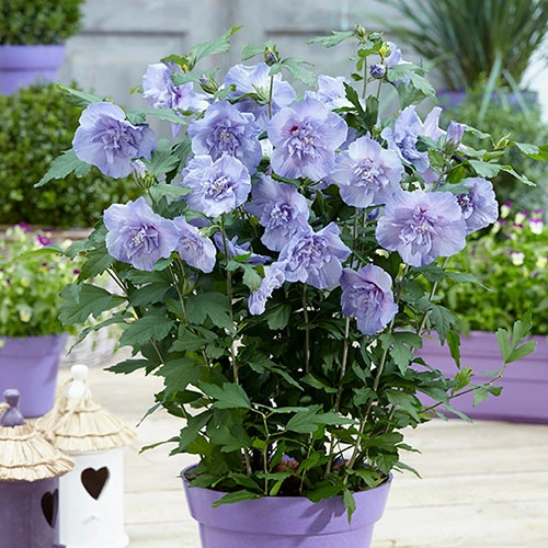 Hibiscus 'Marina Blue' Standard 3 Hibiscus 'Marina Blue' Standard