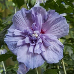 Hibiscus 'Marina Blue' Standard 8 Hibiscus 'Marina Blue' Standard -Garden Bulbs Store 500080 1