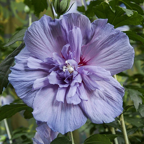 Hibiscus 'Marina Blue' Standard 4 Hibiscus 'Marina Blue' Standard - Image 2