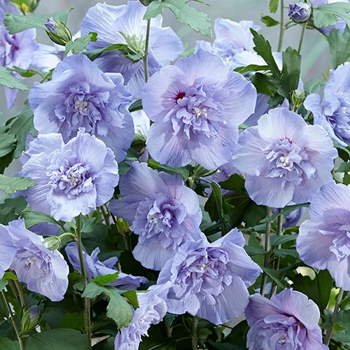 Hibiscus 'Marina Blue' Standard 5 Hibiscus 'Marina Blue' Standard - Image 3