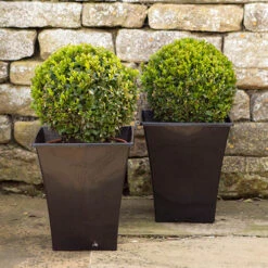 Pair Of Buxus Box Balls -Garden Bulbs Store 500084 3