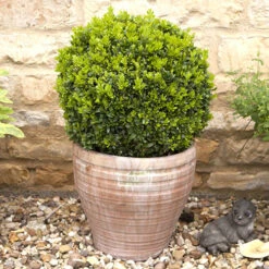 Pair Of Buxus Box Balls -Garden Bulbs Store 500084 4