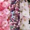 Flowering Cherry Collection -Garden Bulbs Store 500124