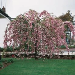 Flowering Cherry Collection -Garden Bulbs Store 500124 2