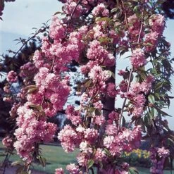 Flowering Cherry Collection -Garden Bulbs Store 500124 4