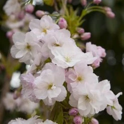 Flowering Cherry Collection -Garden Bulbs Store 500124 5