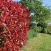 Photinia 'Little Red Robin' -Garden Bulbs Store 500134
