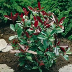 Photinia 'Little Red Robin' -Garden Bulbs Store 500134 1