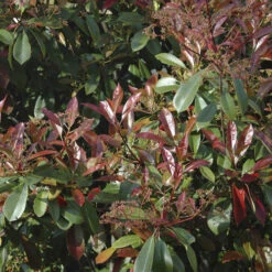 Photinia 'Little Red Robin' -Garden Bulbs Store 500134 2