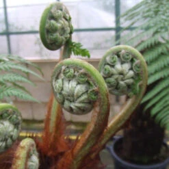 Tree Fern 'Dicksonia Antarctica' -Garden Bulbs Store 500233 1