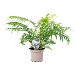 Tree Fern 'Dicksonia Antarctica' -Garden Bulbs Store 500233 6