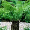 Dicksonia Antartica 9cm X3 -Garden Bulbs Store 500244