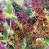 Buddleia 'Flower Power' -Garden Bulbs Store 510003