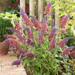 Buddleia 'Flower Power' -Garden Bulbs Store 510003 2