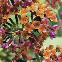 Buddleia 'Flower Power' -Garden Bulbs Store 510003 4