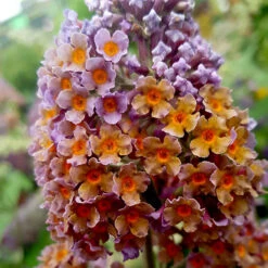 Buddleia 'Flower Power' -Garden Bulbs Store 510003 5