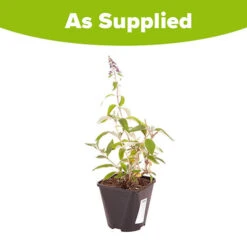 Buddleia 'Flower Power' -Garden Bulbs Store 510003 6