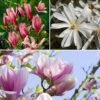 Fragrant Magnolia Collection -Garden Bulbs Store 510013